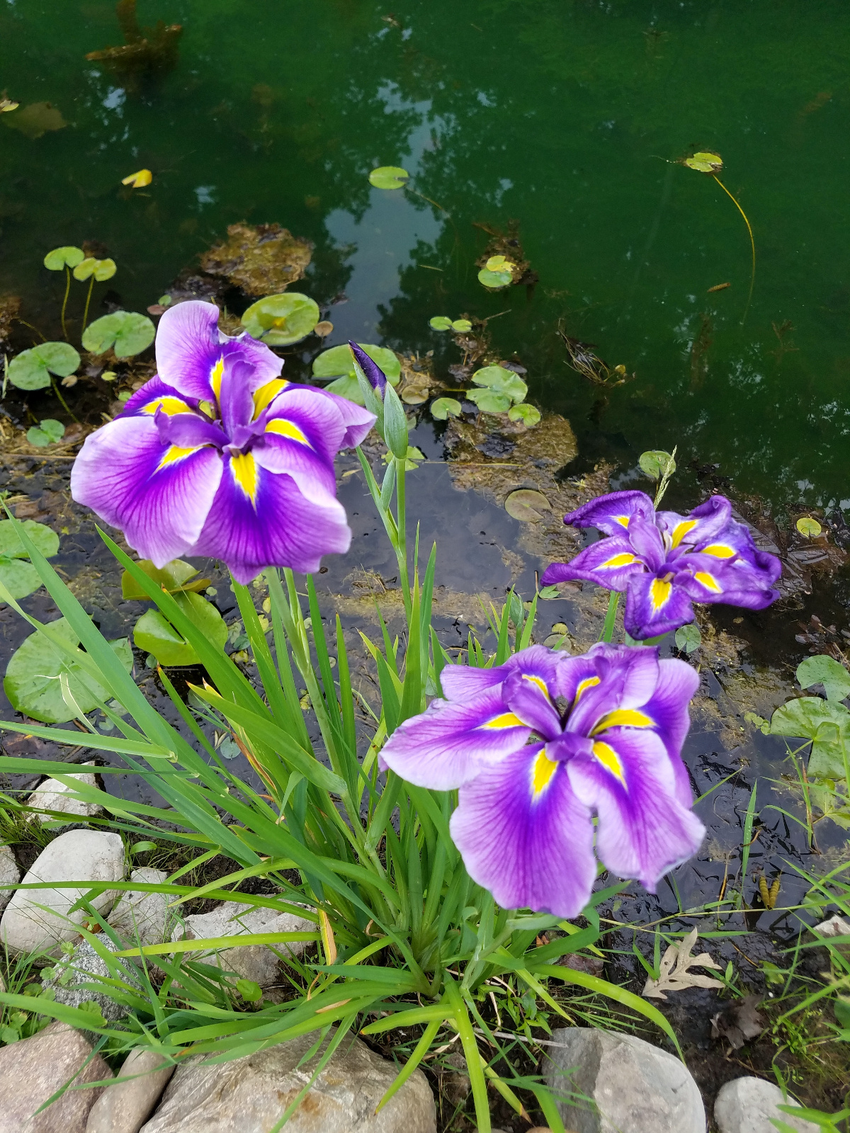 Japanese Iris blossom in the channel
